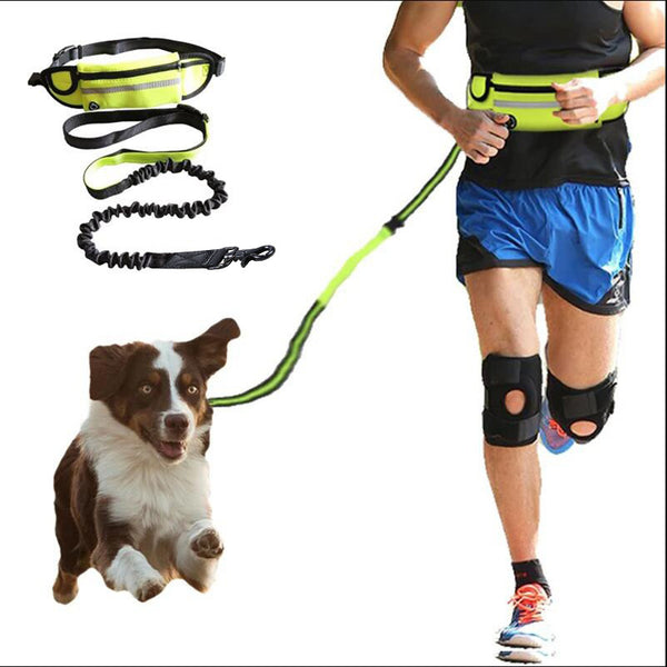 Dog Training Belt 