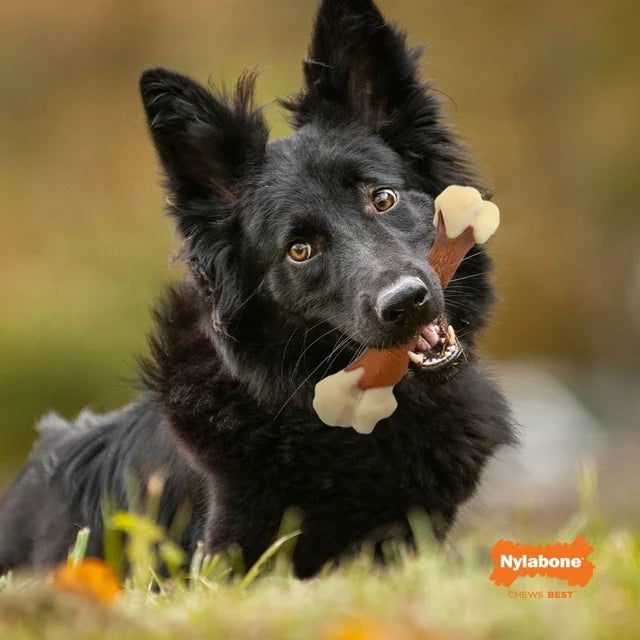 Nylabone Large & Giant Gourmet Peanut Butter Wishbone Dog Chew Toy - Each